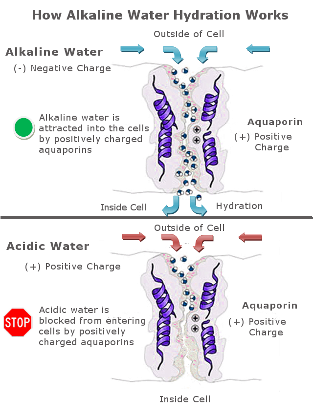 How alkaline water hydration works infographic