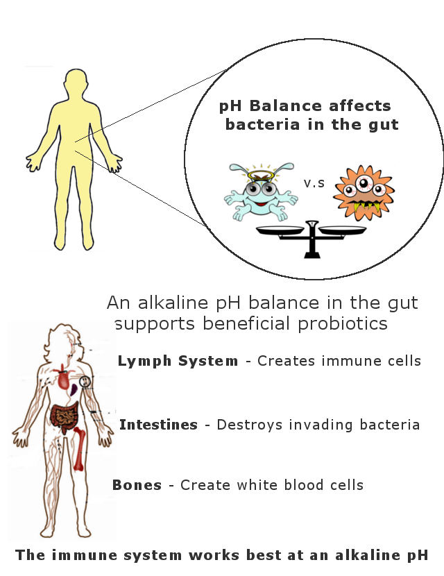 How pH balance affects your immune system infographic