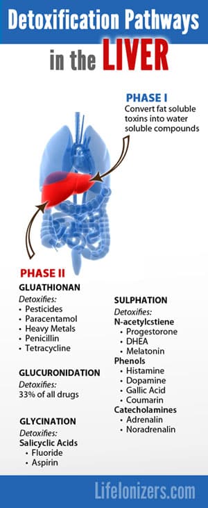 detoxification pathways in the liver