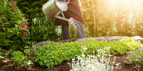 life ionizers healthy gardening